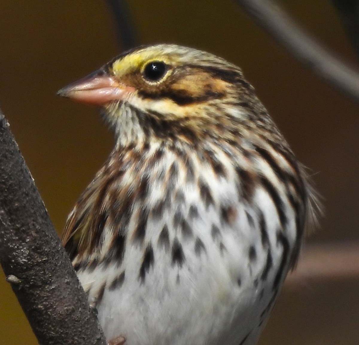 Savannah Sparrow - ML625335982