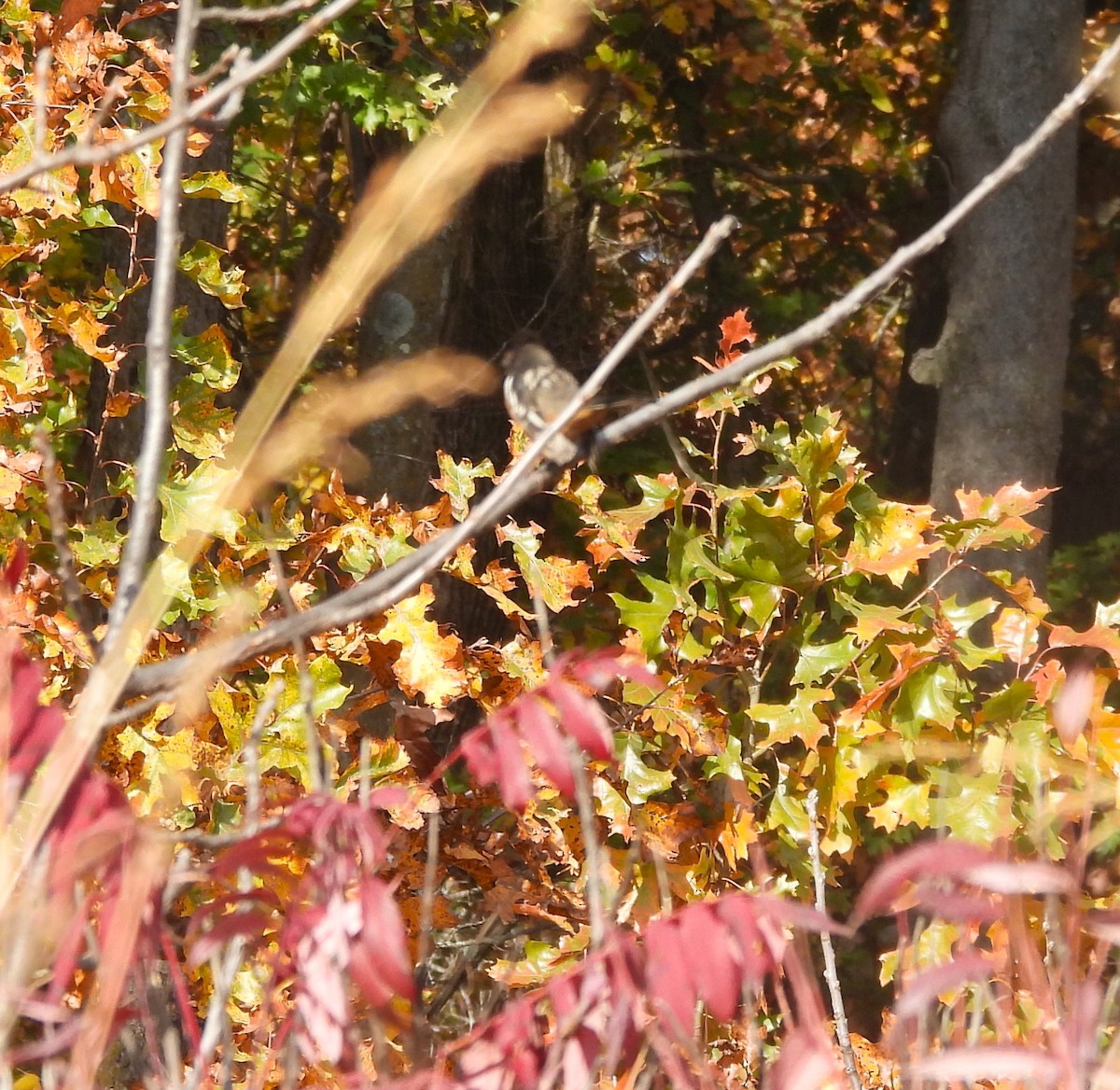 Spotted Towhee - ML625335984