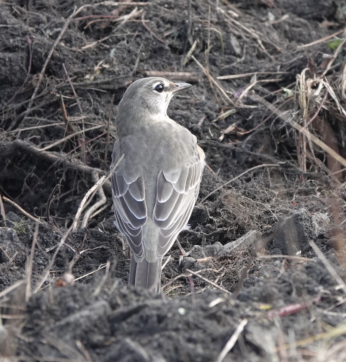 American Robin - ML625335986