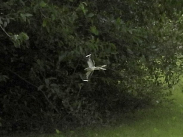 Ladder-tailed Nightjar - ML625335988