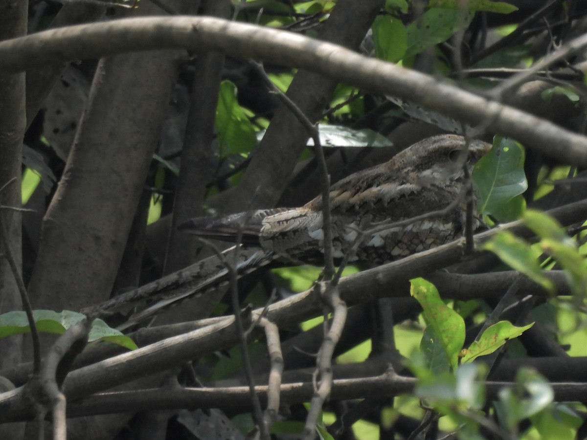 Ladder-tailed Nightjar - ML625335989