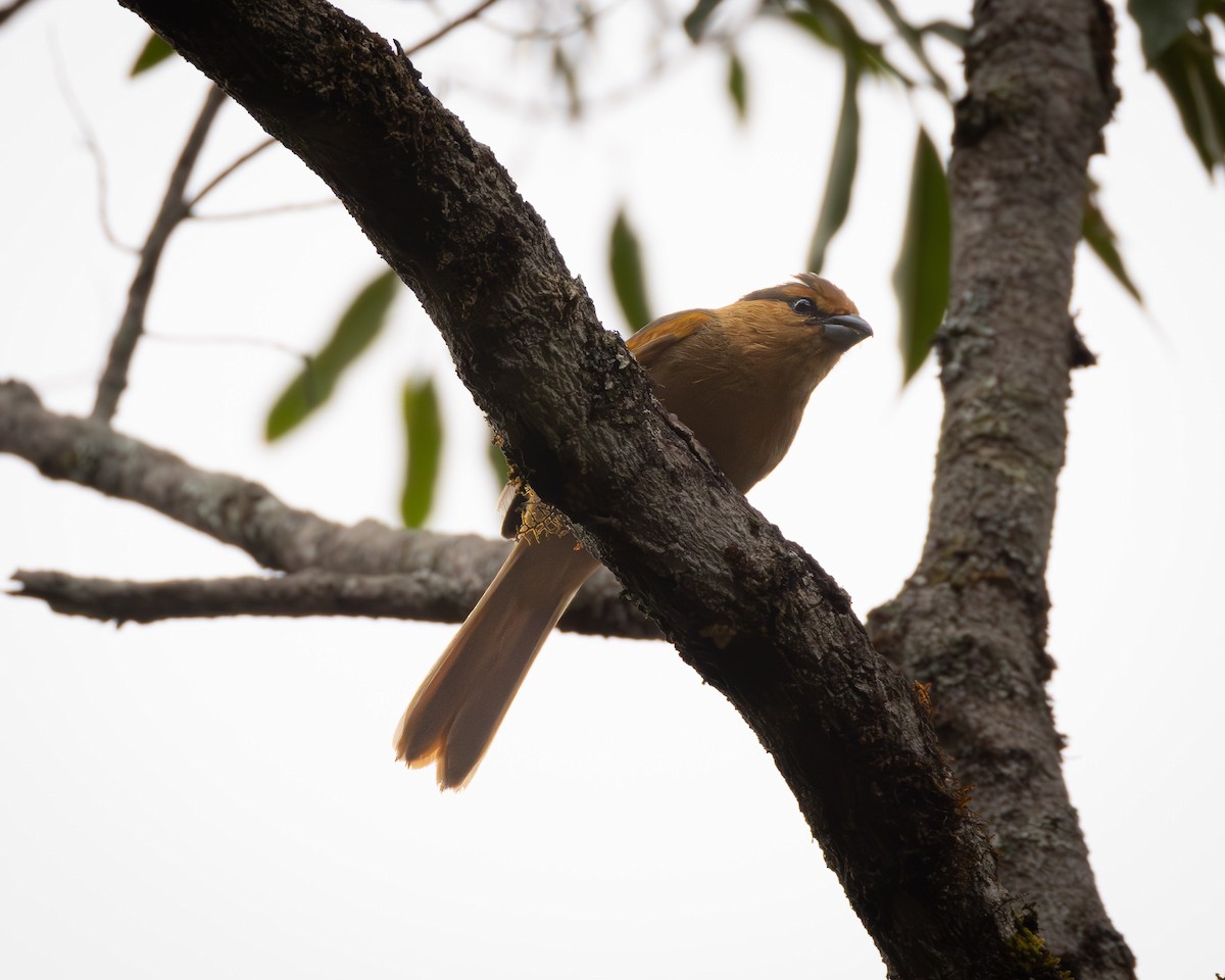 Brown Tanager - Ligia De Lima Carvalho