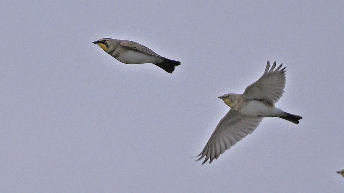 Horned Lark - ML625336104