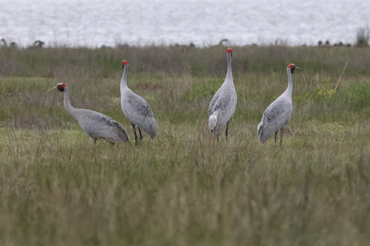 Brolga - ML625336105