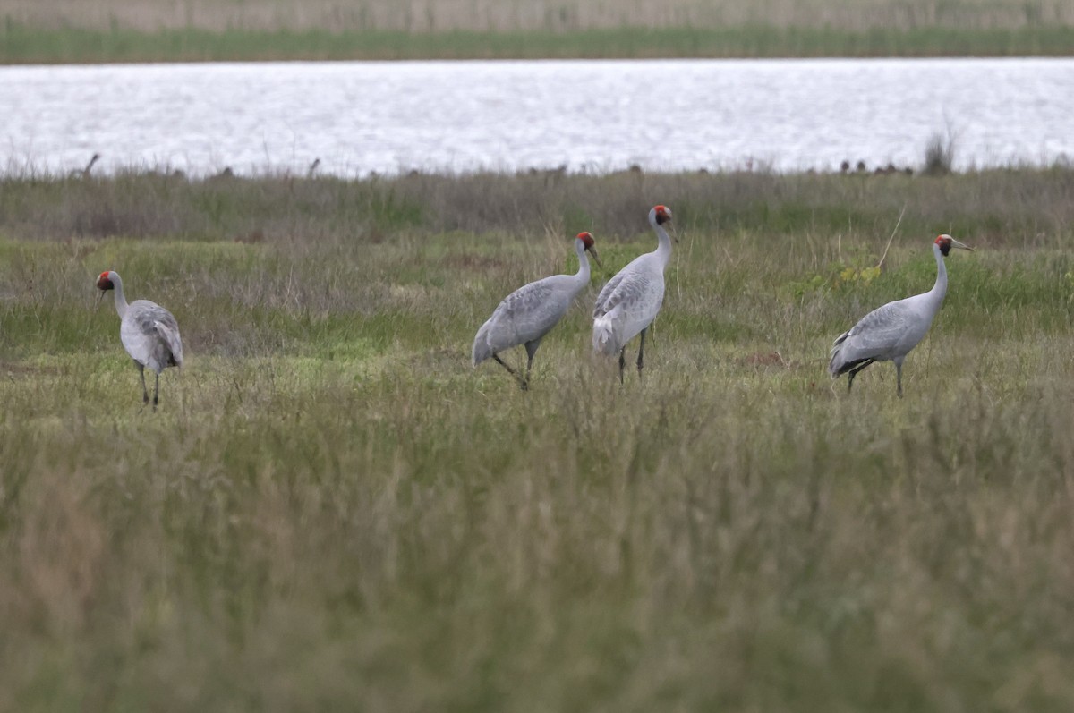 Brolga - ML625336106