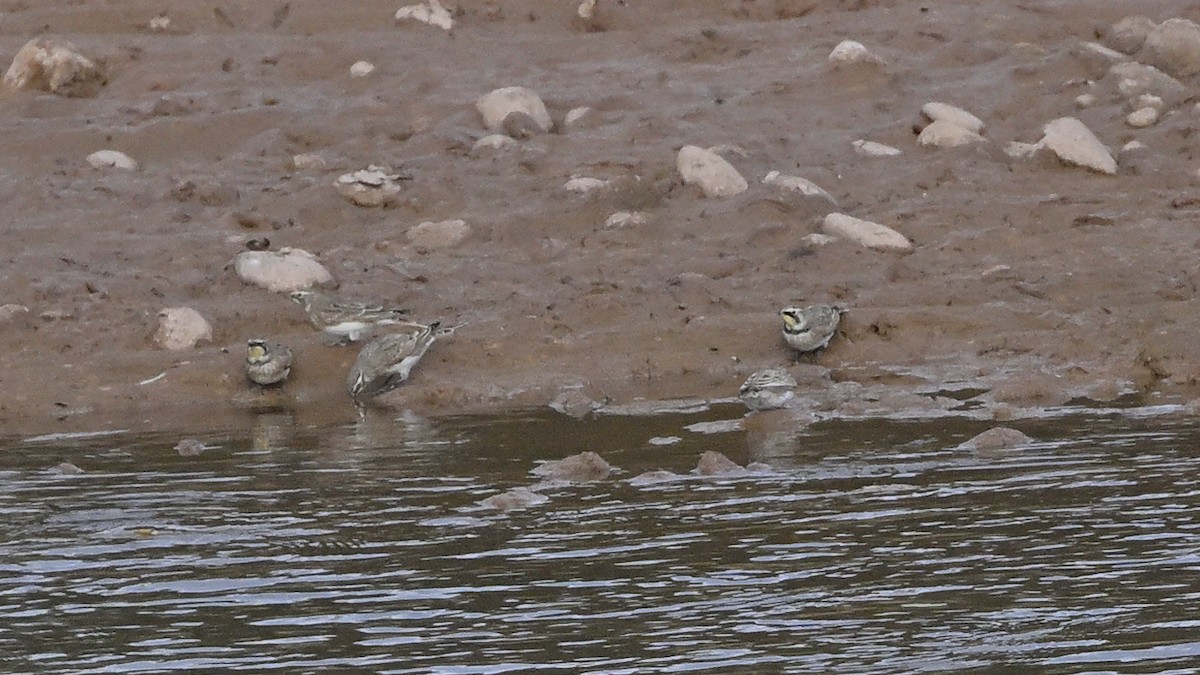 Horned Lark - ML625336108