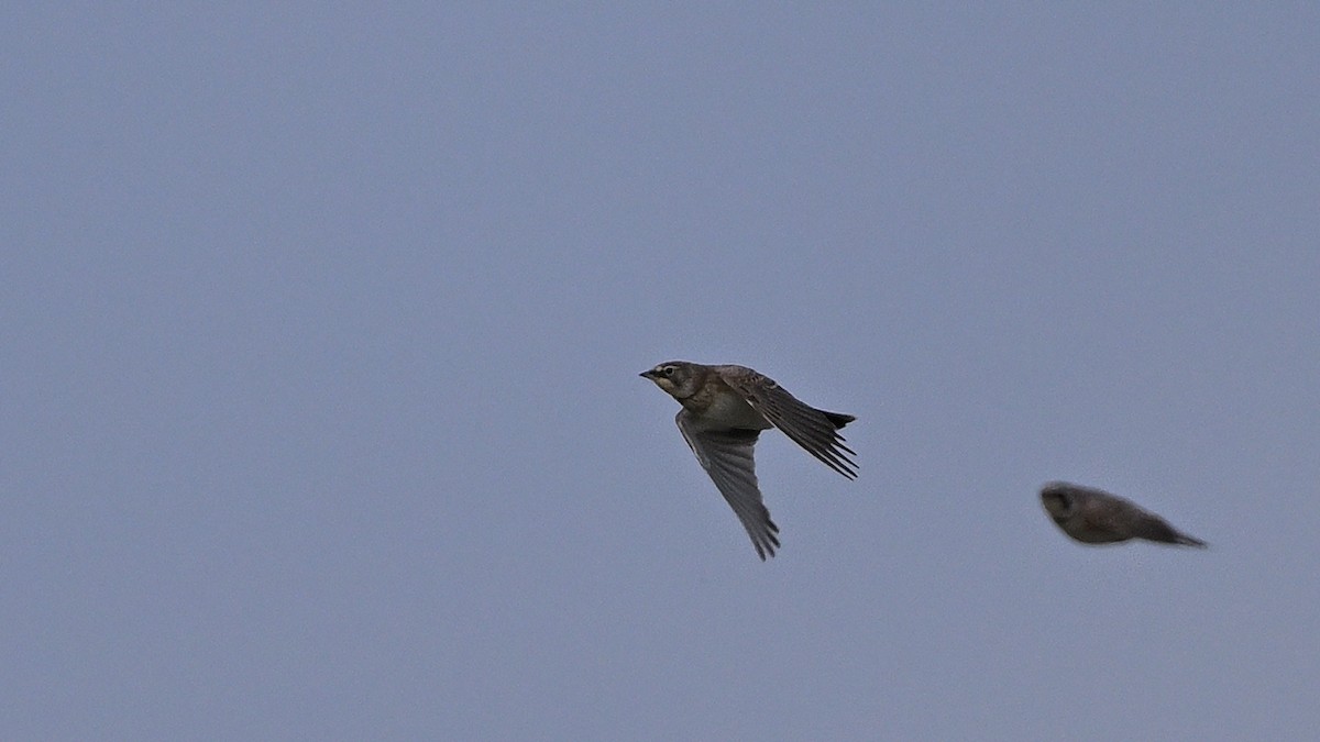 Horned Lark - ML625336114