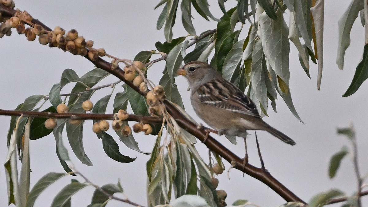 White-crowned Sparrow - ML625336119