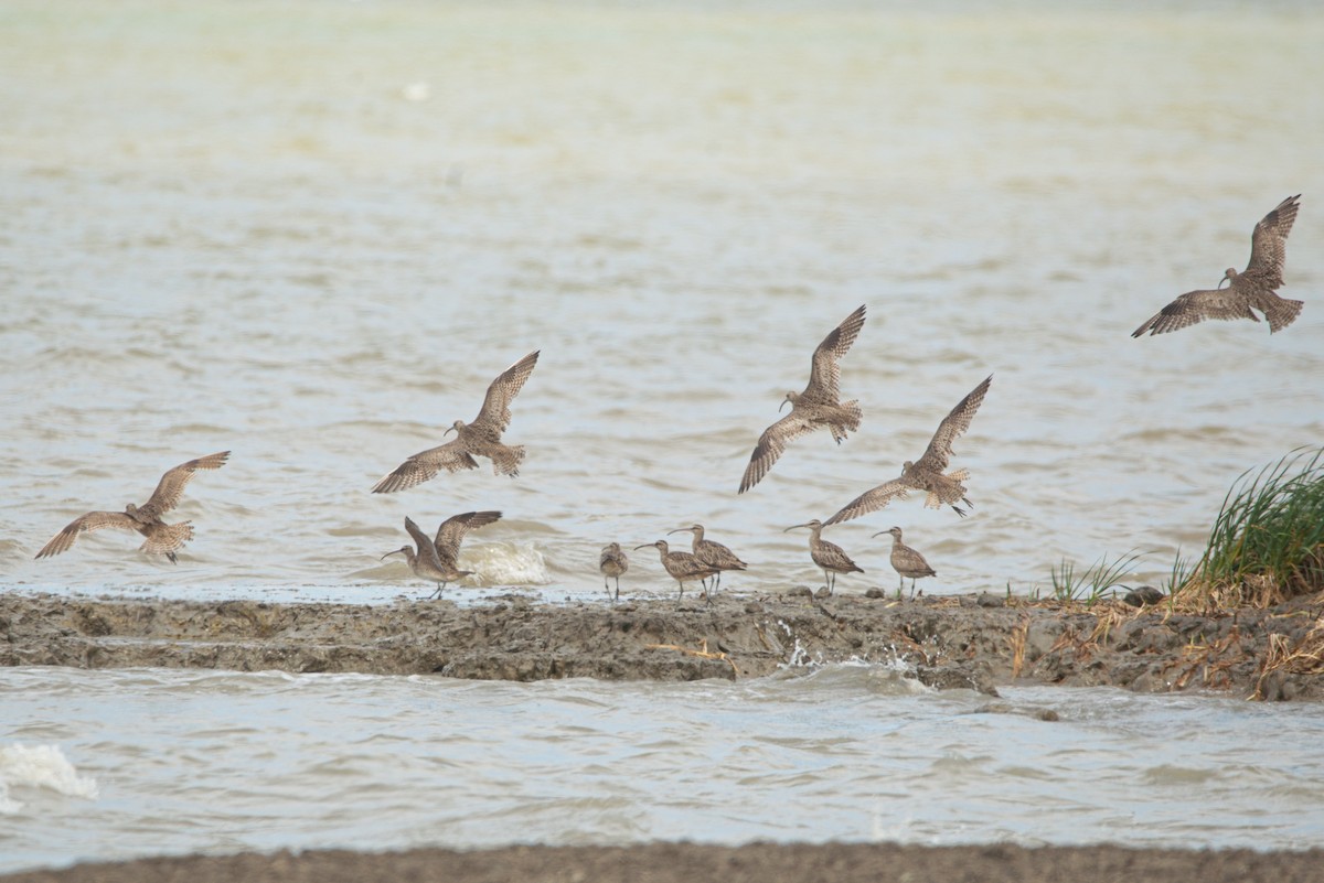 Hudsonian Whimbrel - ML625336327