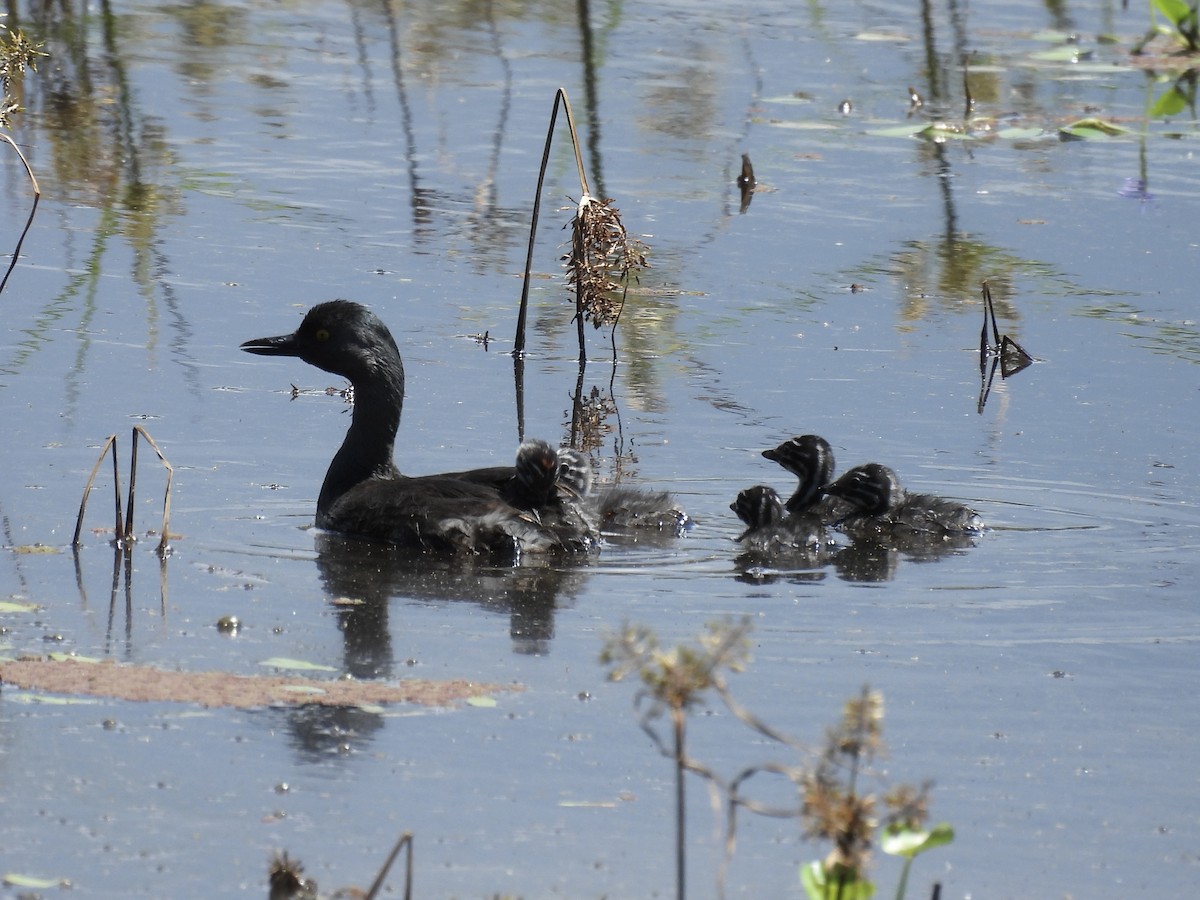 Least Grebe - ML625336354