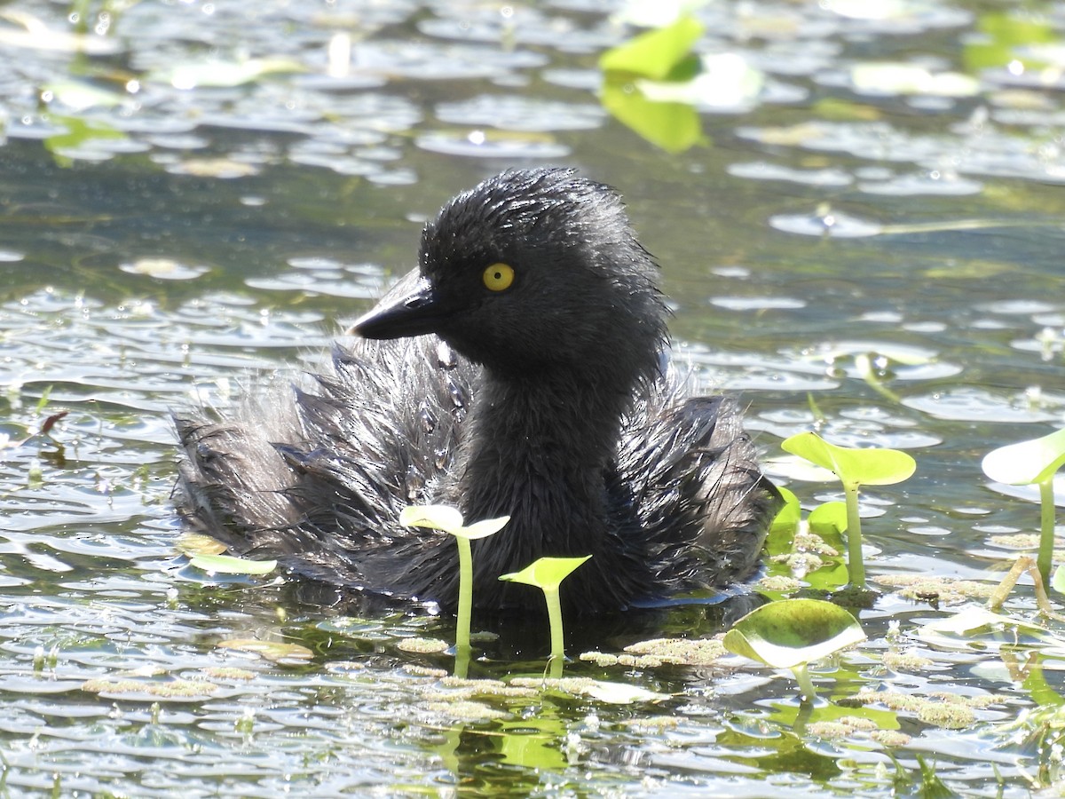 Least Grebe - ML625336390