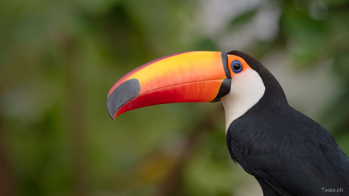 Toco Toucan - ML625336467