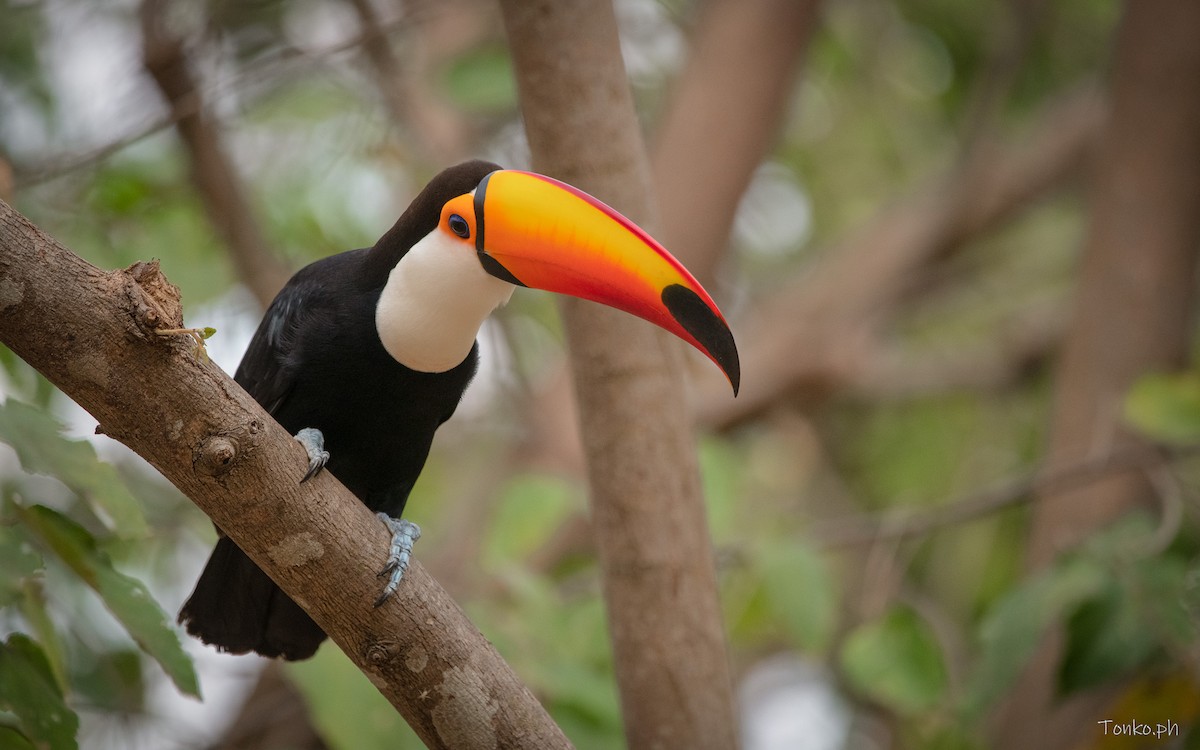 Toco Toucan - ML625336468