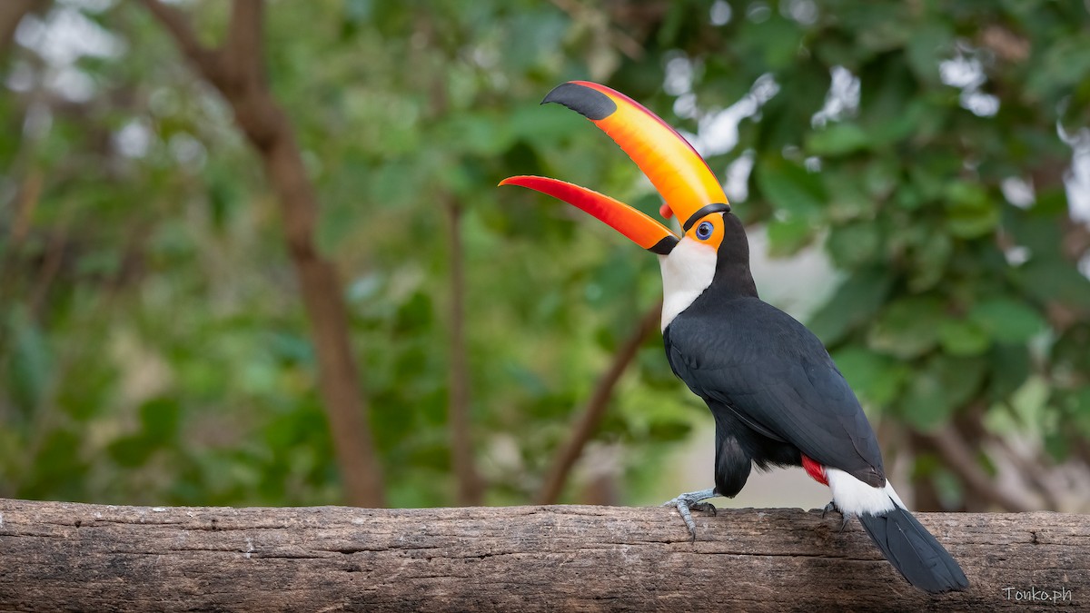 Toco Toucan - Carlos Maure