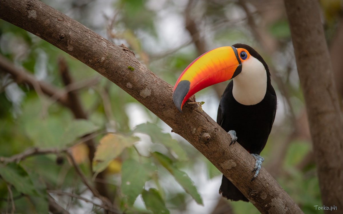 Toco Toucan - ML625336470