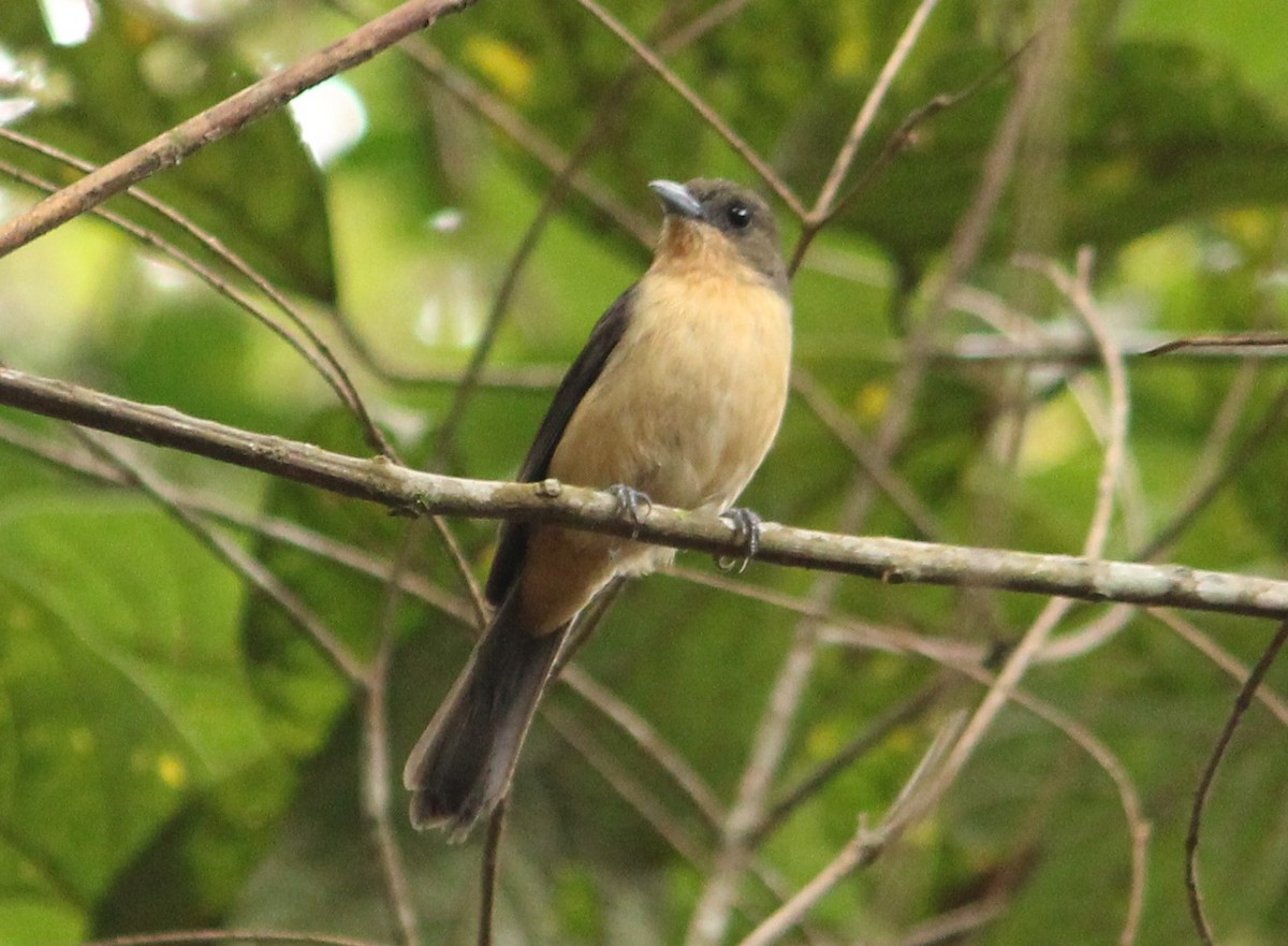 Black-goggled Tanager - ML625336546