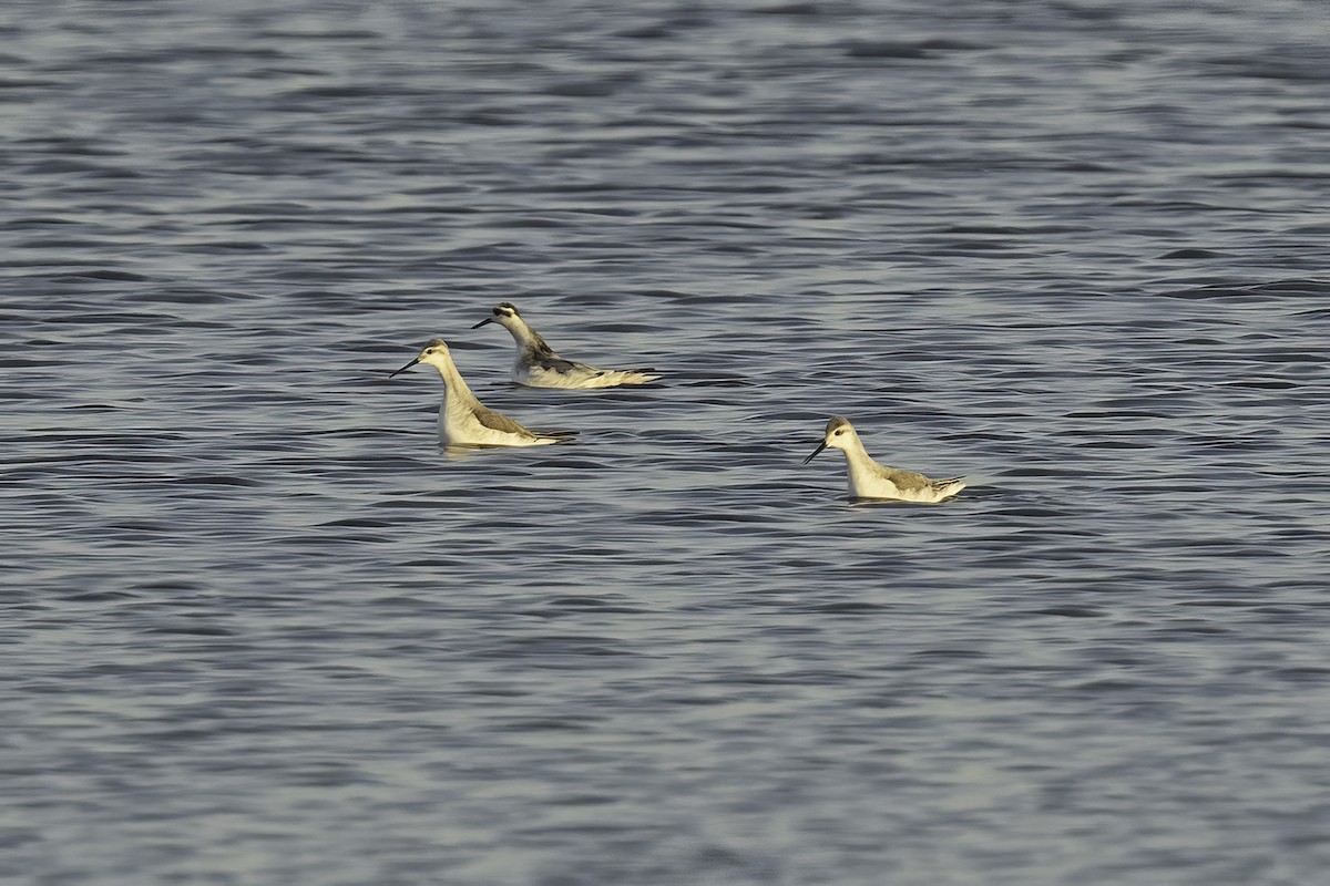 Red Phalarope - ML625336558