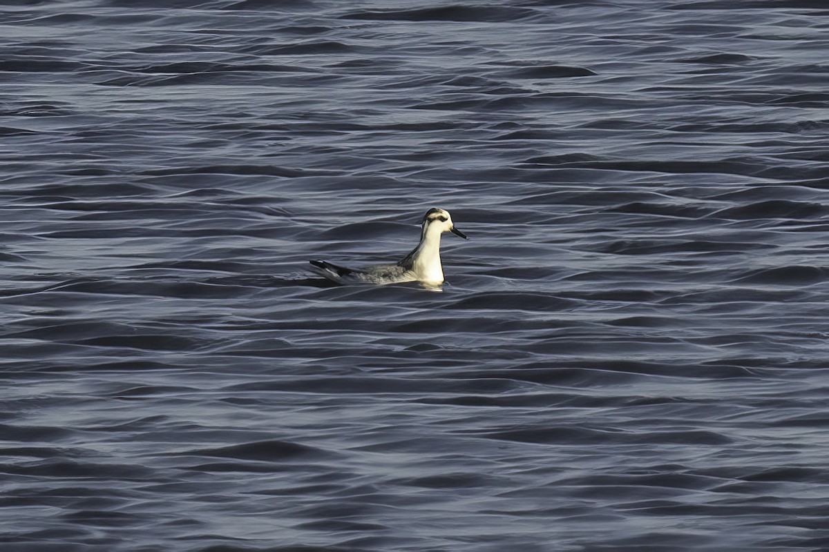 Red Phalarope - ML625336559