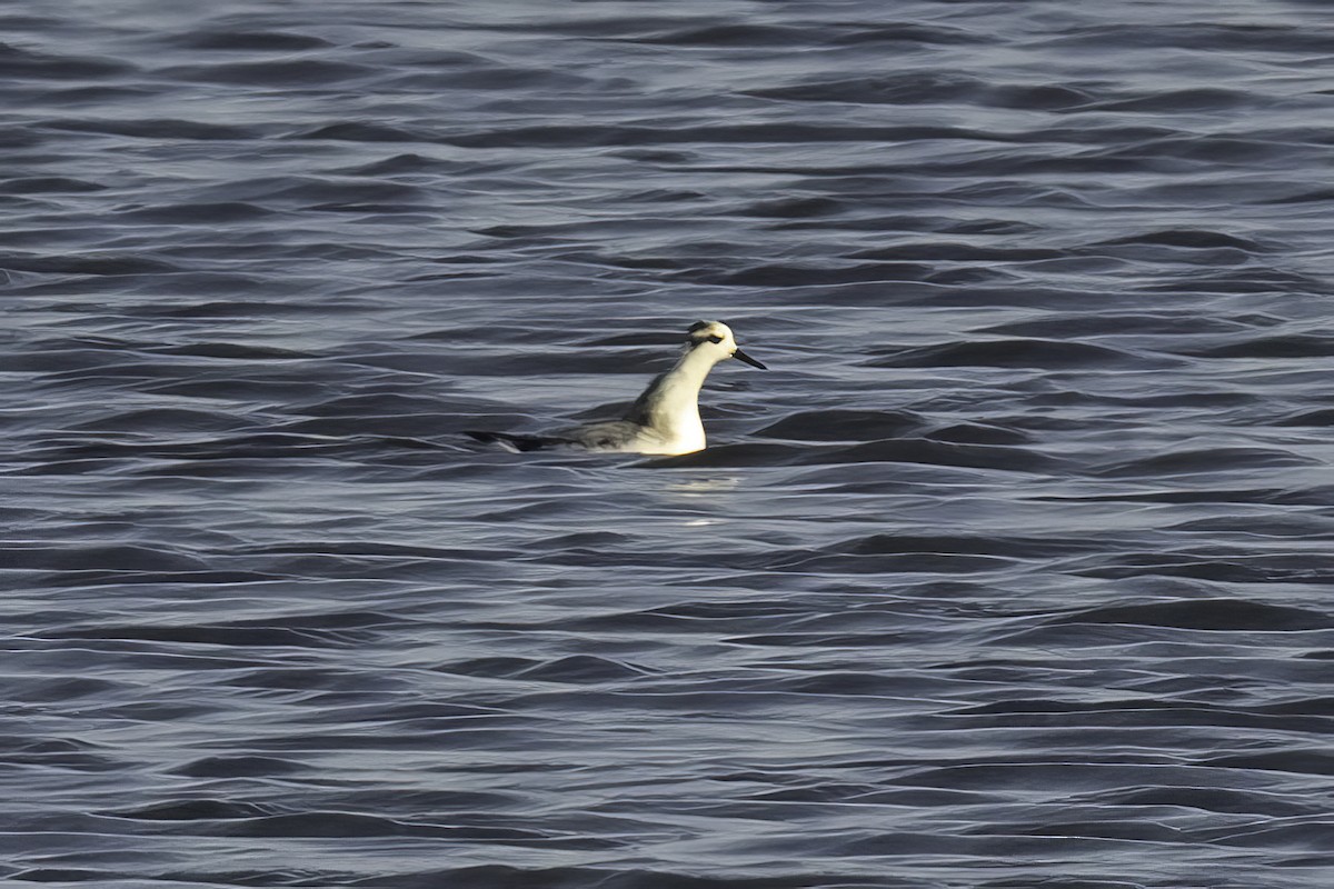Red Phalarope - ML625336560