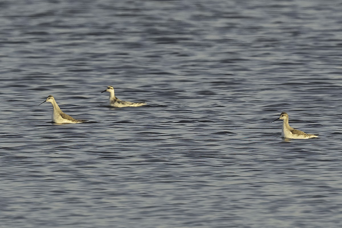 Red Phalarope - ML625336562