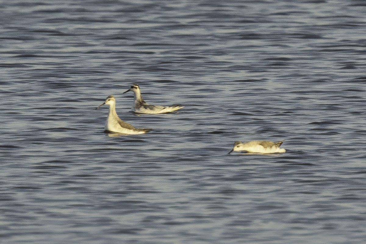 Red Phalarope - ML625336563