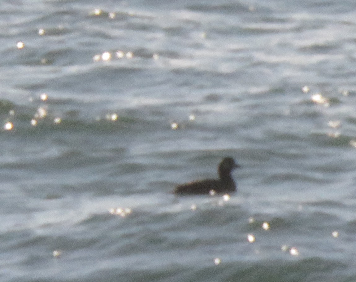 Harlequin Duck - ML625336756