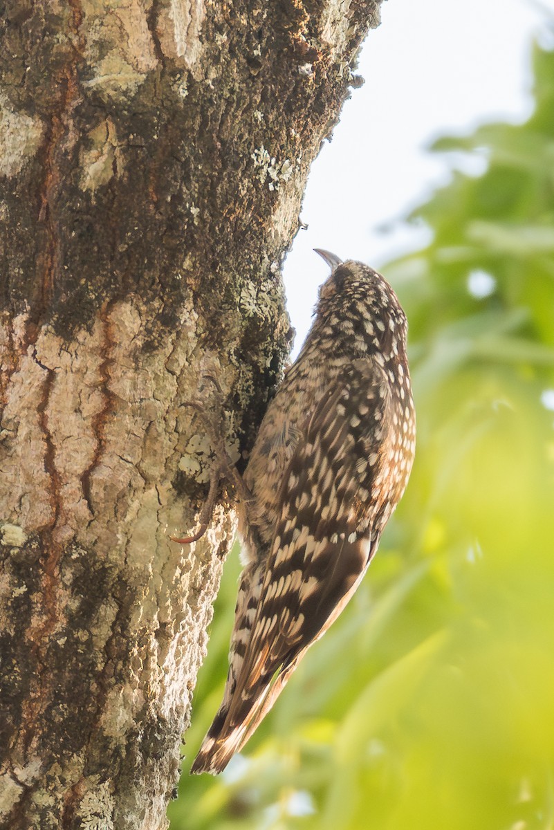 African Spotted Creeper - ML625336901