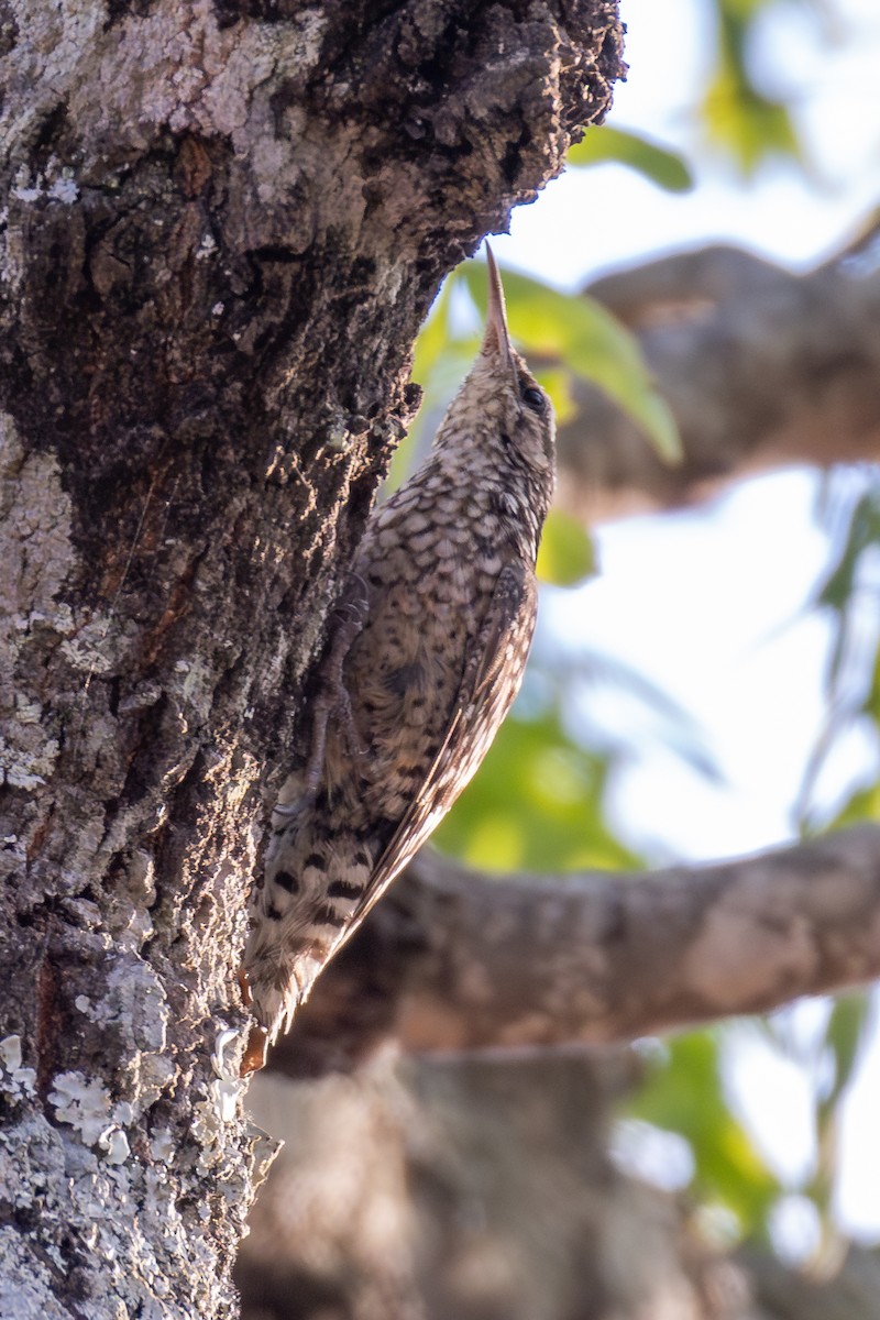 African Spotted Creeper - ML625336902