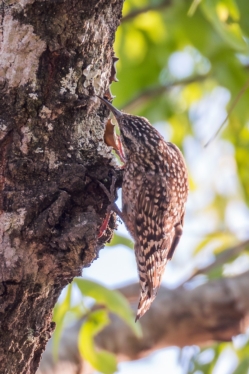 African Spotted Creeper - ML625336903