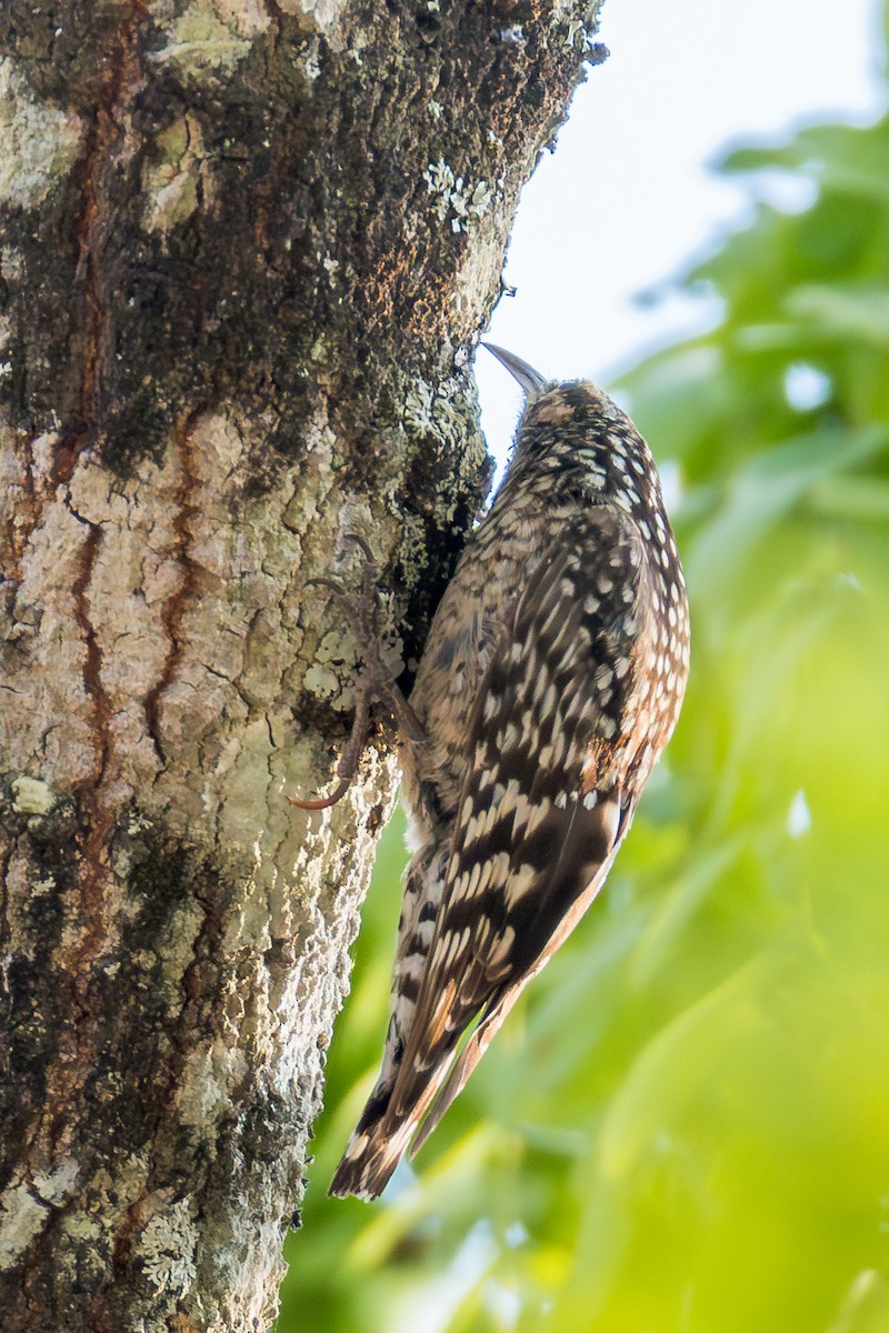 African Spotted Creeper - ML625336904