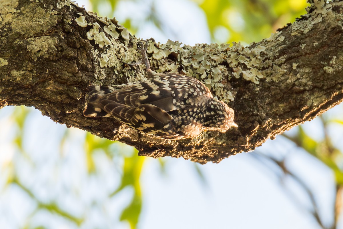 African Spotted Creeper - ML625336905