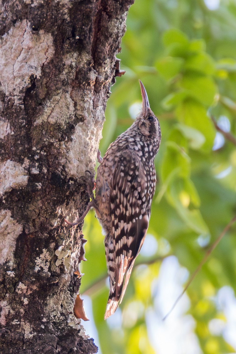 African Spotted Creeper - ML625336906