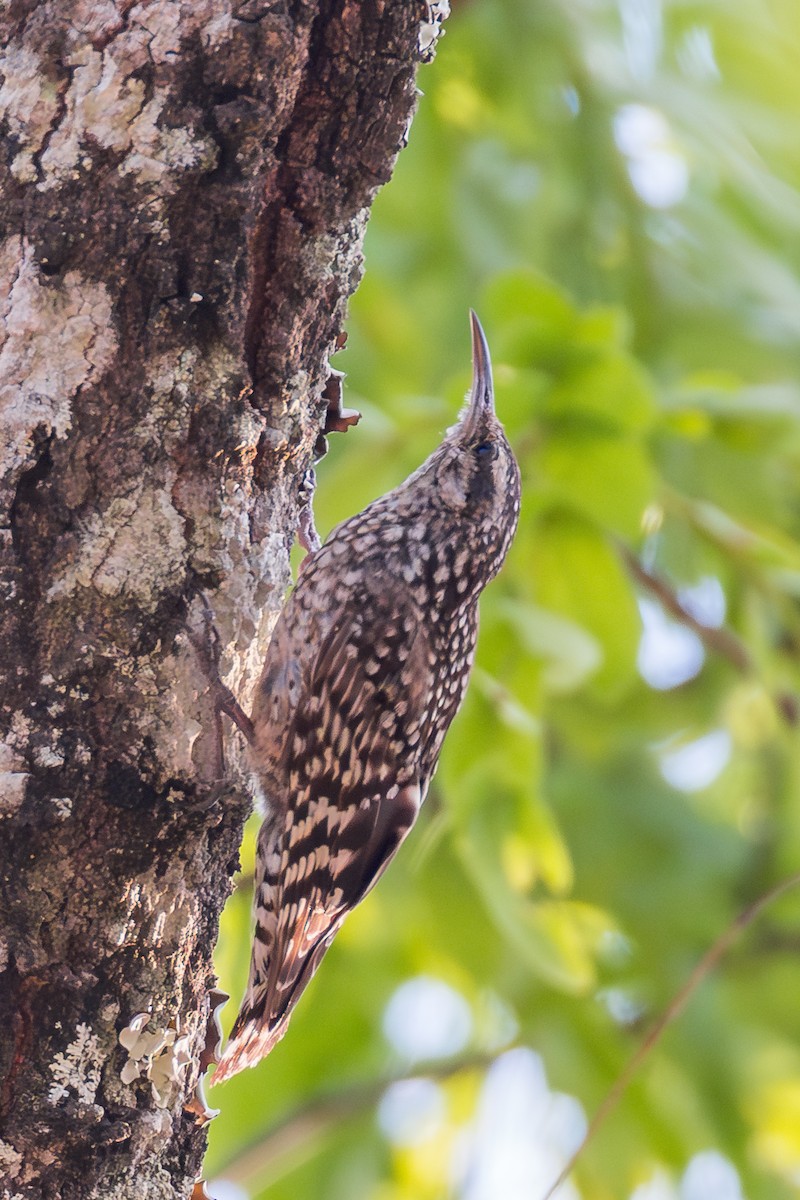 African Spotted Creeper - ML625336907