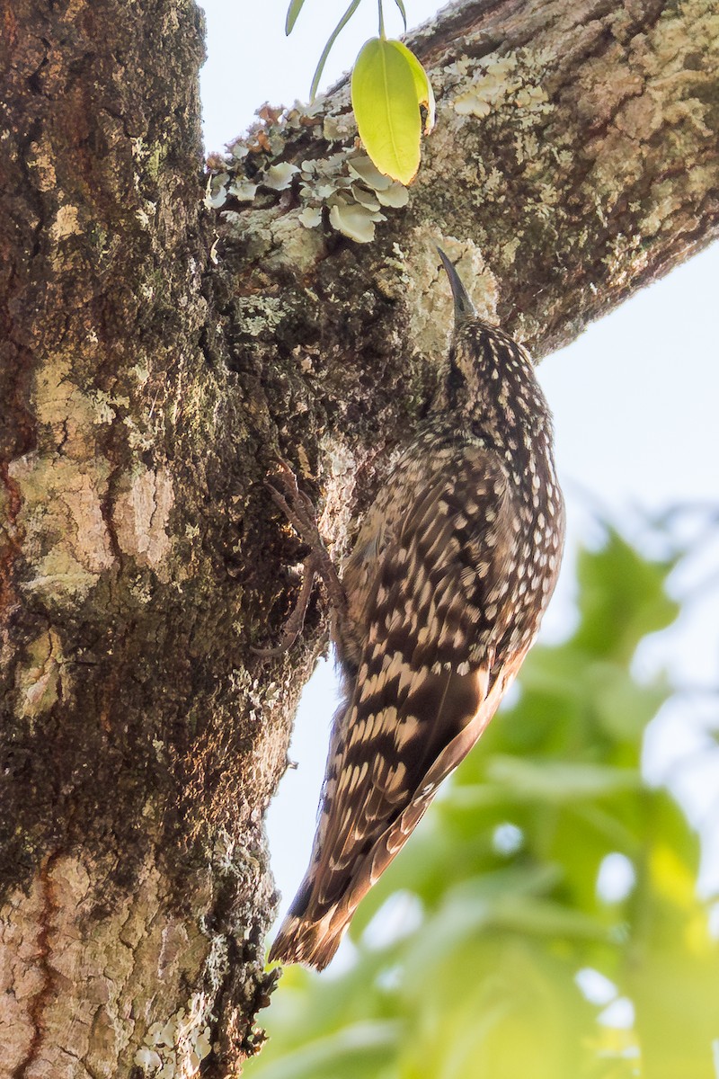 African Spotted Creeper - ML625336908