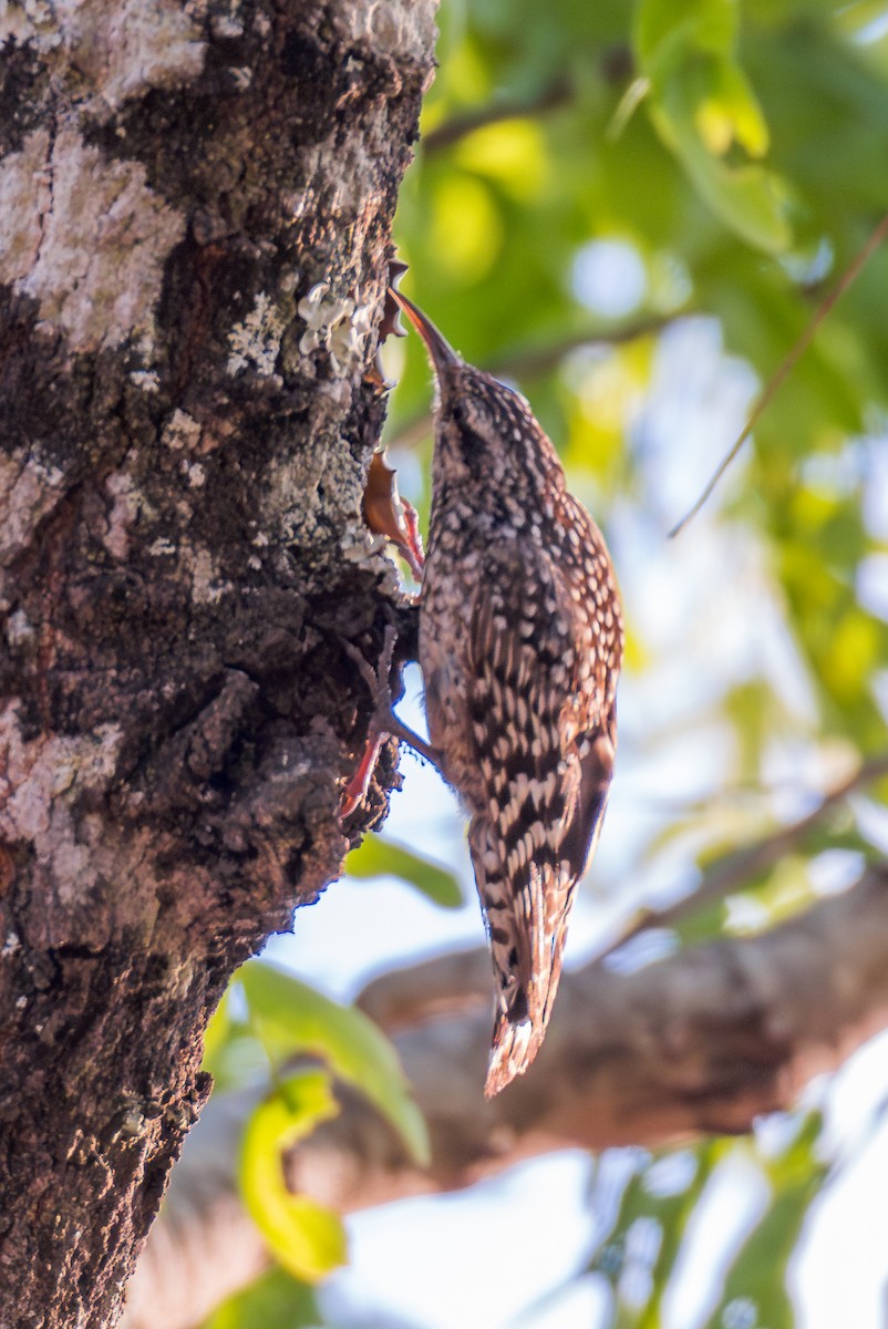 African Spotted Creeper - ML625336909