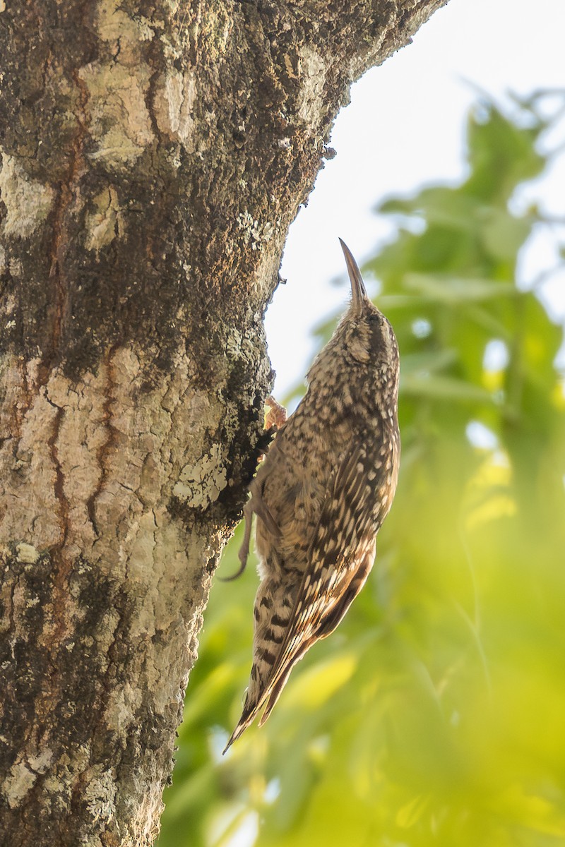 African Spotted Creeper - ML625336910