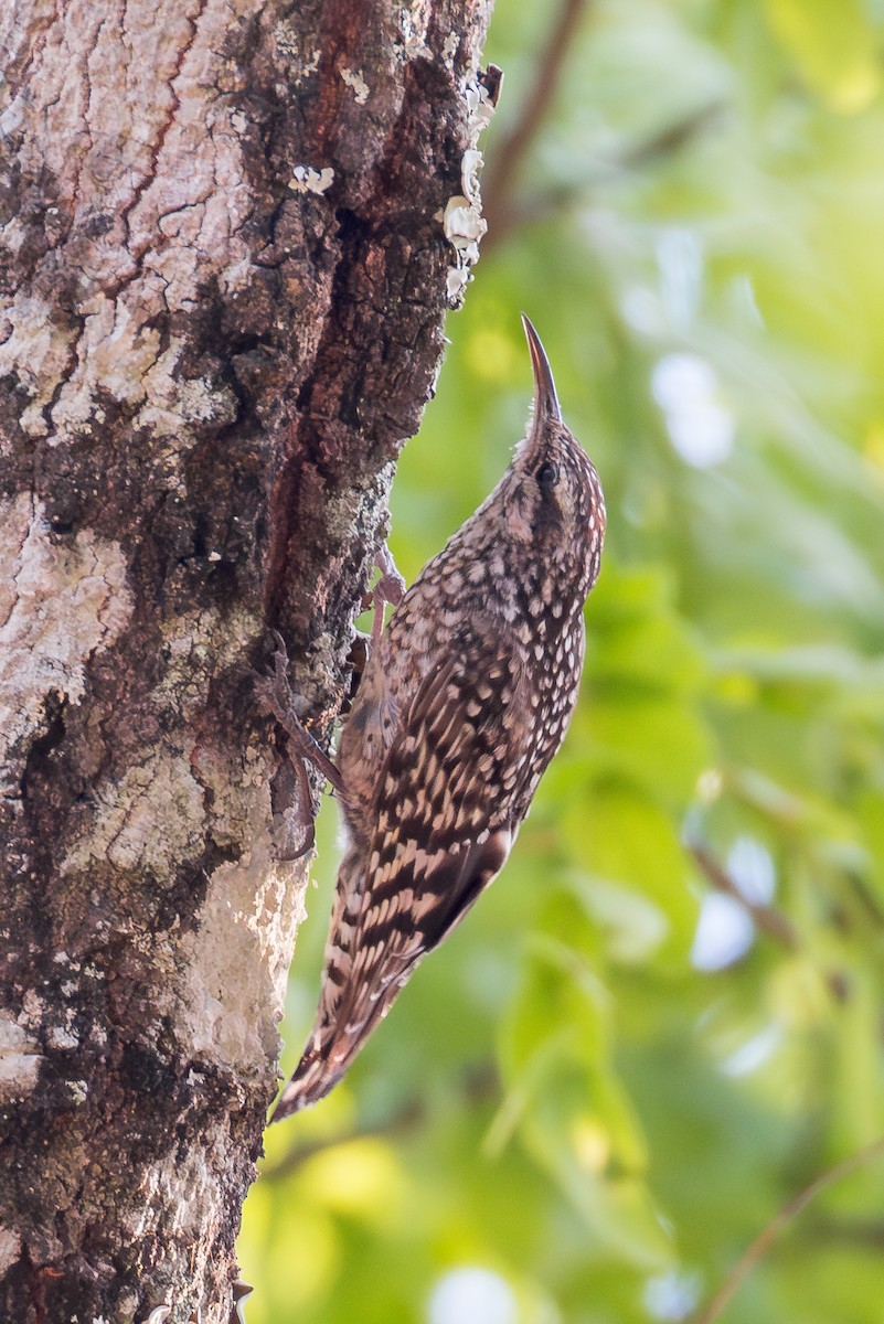 African Spotted Creeper - ML625336911