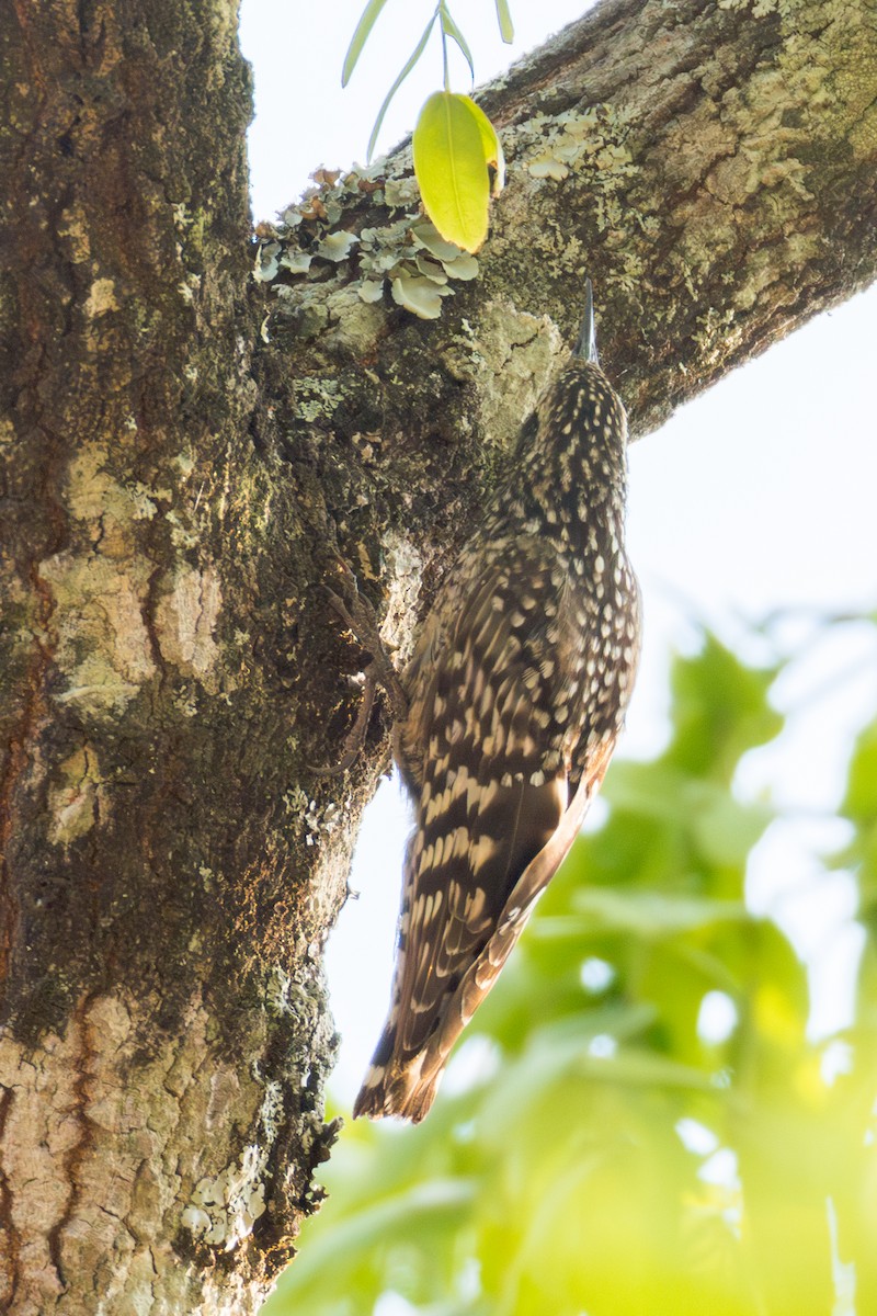 African Spotted Creeper - ML625336912