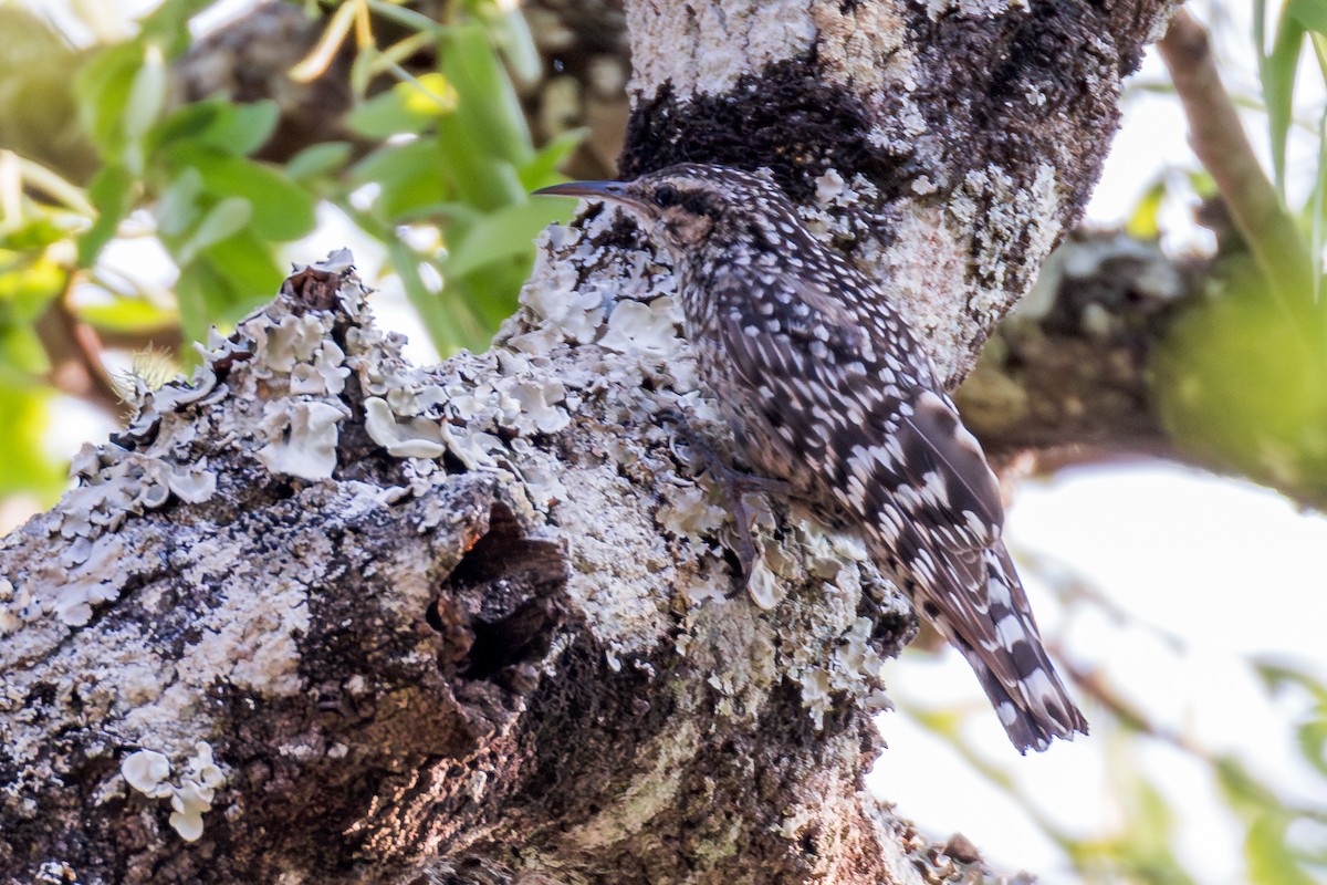 African Spotted Creeper - ML625336913