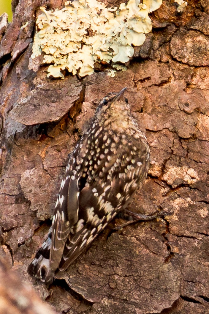 African Spotted Creeper - ML625336916