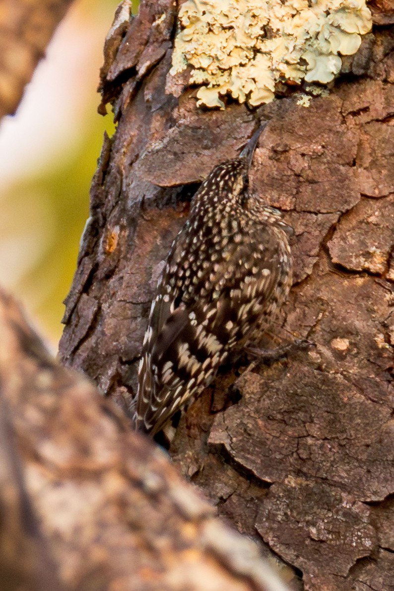 African Spotted Creeper - ML625336917