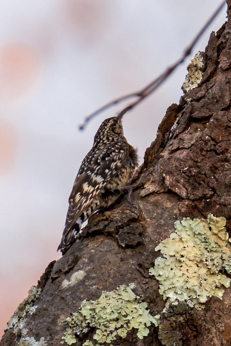 African Spotted Creeper - ML625336918