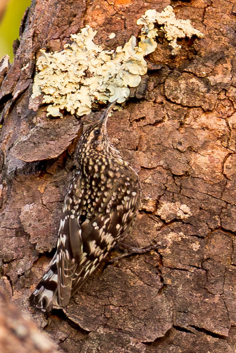 African Spotted Creeper - ML625336919