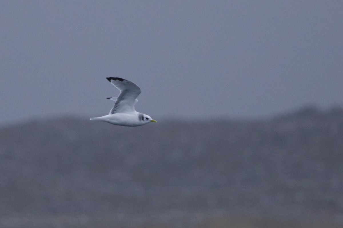 Black-legged Kittiwake (Atlantic) - ML625336993