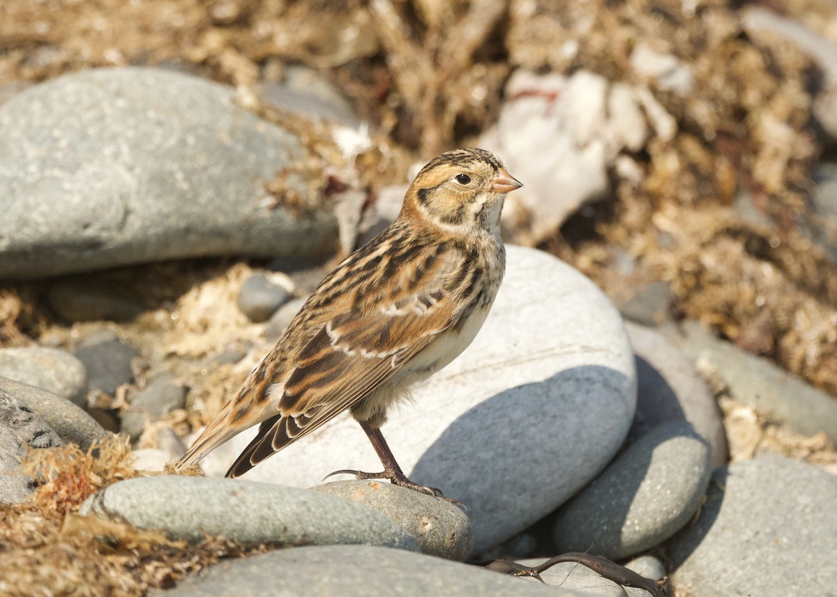 Lapland Longspur - ML625337015