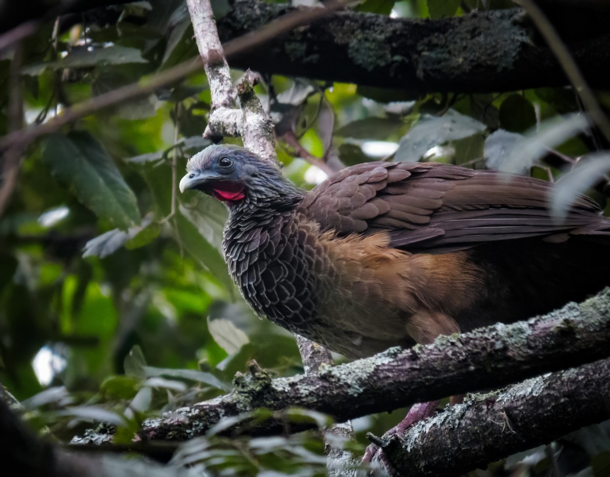 Colombian Chachalaca - ML625337152