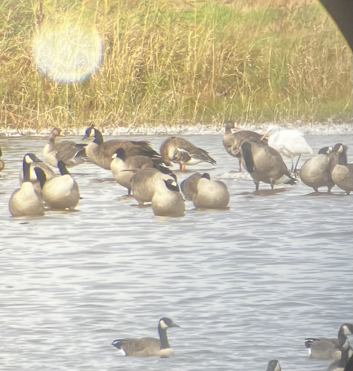 Greater White-fronted Goose - ML625337183