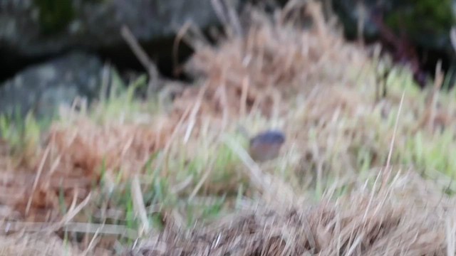 Moltoni's Warbler - ML625337184