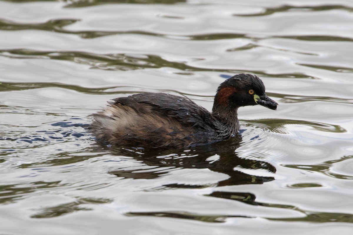 Australasian Grebe - ML625337360