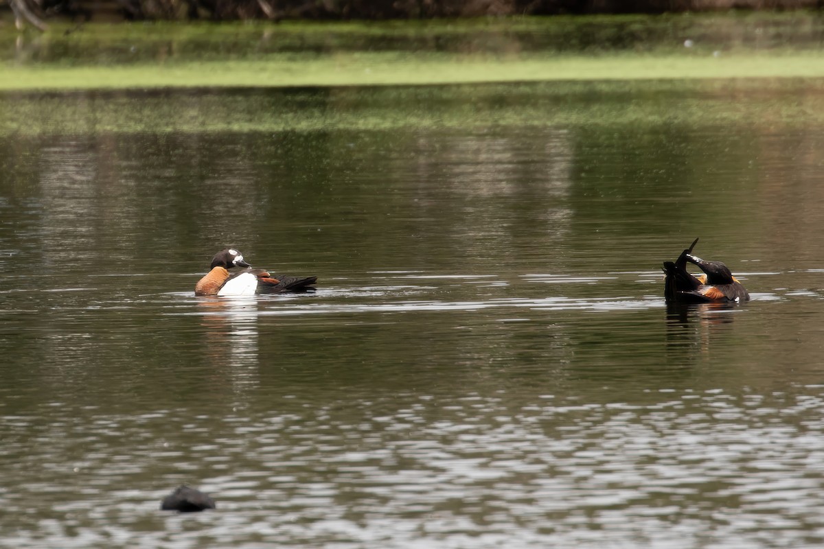 Australian Shelduck - ML625337365